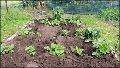 Early potatoes after first 'earthing-up'.