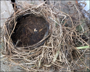 Possibly a blackbird's or a thrush's nest.