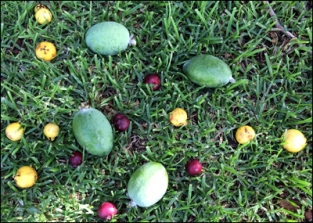 A scattering of fruit; Feijoa and Guava.