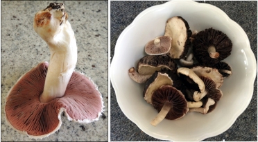 Field mushrooms, freshly-picked this morning.
