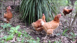 The four rescued hens, scratching around in the leaf litter.